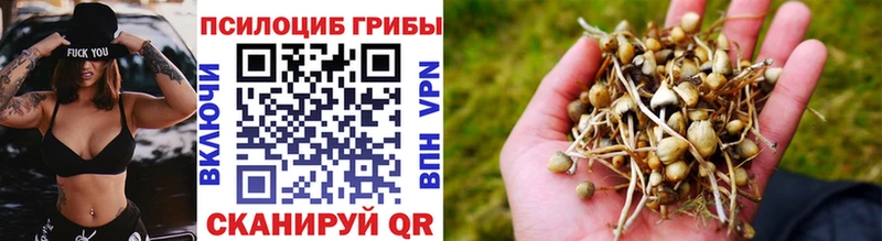 Псилоцибиновые грибы Cubensis  Сасово 